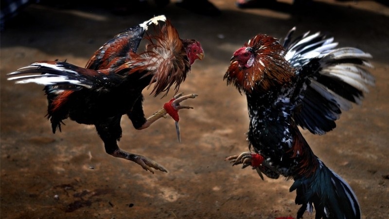 Đá gà cựa dao: Rực lửa màn chọi kê tại Blue88 1 Đá gà cựa dao Blue88